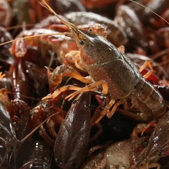 鲜活小龙虾5斤水产麻辣蒜蓉油焖养殖食用清水虾2030g只