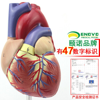 ENOVO颐诺  1:1人体心脏模型B超彩超声医学心内科心脏解剖模型心血管冠状动脉心脏介入教学模型