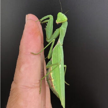 伟博 中华大刀螳螂活体成虫幼体刺花菲洲大魔花兰花莱姆绿眼斑幽灵