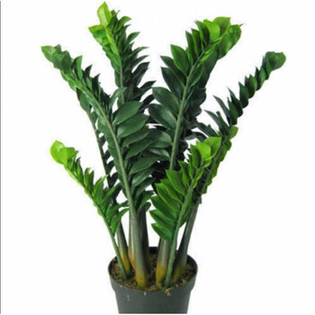 摇钱树盆栽植物室内多肉大型绿植钱串串植物金钱树老桩富贵树2530厘米