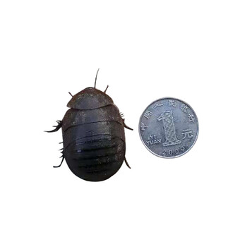 土元虫活土元虫活体土元活体宠物鸟食物土鳖虫地鳖虫活体土元10斤