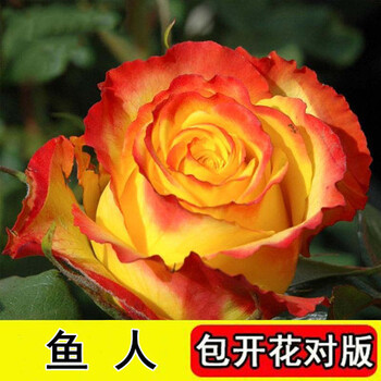 老桩四季好养易活月季果汁阳台庭院多年生花卉盆栽植物苗 m13-鱼人1颗