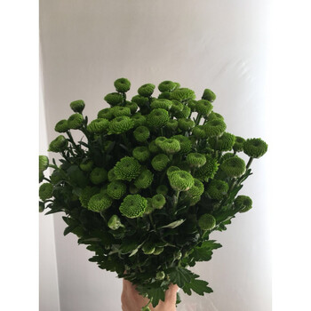 鲜花小雏菊新鲜昆明云南鲜花小菊花鲜花小邹菊家庭会议插花 秋色10支
