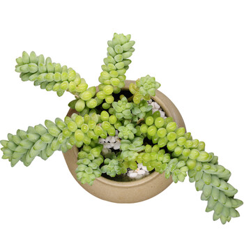 恒日晟多肉植物品种大颗清棚小贵货室内肉肉植物盆栽新玉缀高约34cm不