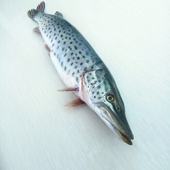 嗑嗑龙 黑龙江特产纯江黑斑狗鱼冷水鱼乌苏里江天然鱼鲜活速冻发货包