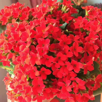 鹿角长寿花室内四季新品种重瓣花苗带花苞盆栽花卉大植物开花不断 14