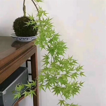 麦基乐枫树流泉 垂枝枫流泉 日笠山 庭院盆景盆栽地栽花园 流泉1年苗