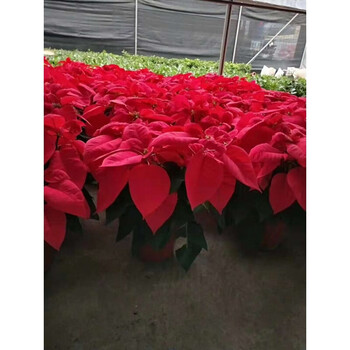 花俊溢香农圣诞红盆栽 客厅鸿运当头庭院年宵花卉绿植 植物苗四季开花