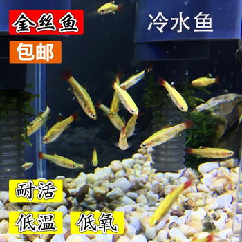 唐宠孔雀鱼热带鱼观赏鱼活体纯种花鳉 小型鱼淡水鱼胎生繁殖凤尾鱼孕母套餐胎生繁殖景观鱼水族宠物鱼白云金丝灯尾 1 5 2 2cm 图片价格品牌报价 京东 唐宠孔雀鱼热带鱼观赏鱼活体纯种花鳉 小型鱼淡水鱼胎生繁殖凤尾鱼孕母套餐胎生繁殖景观鱼水族宠物鱼白云金丝灯尾 1 5 2 2cm 图片价格品牌报价 京东