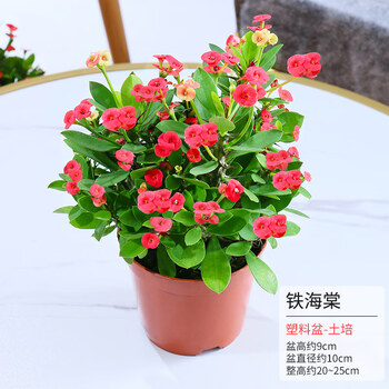 雅之典 海棠花盆栽花卉植物室内花好养四季开花的花水培绿植虎刺梅简易盆 1 铁海棠带盆 图片价格品牌报价 京东