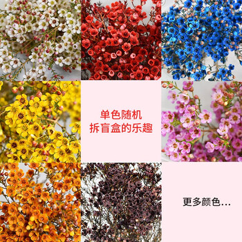 悦多彩A级澳洲平头腊梅鲜花云南基地现采直发 水养超长花期应季家庭插花 平头腊梅 随机色 1扎