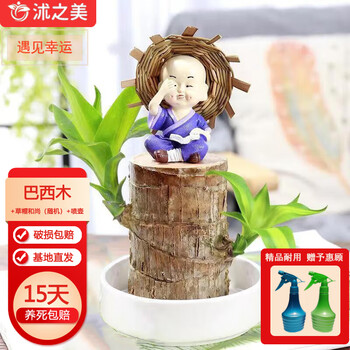 沭之美水培巴西木带托花卉绿植盆栽室内桌面植物+草帽和尚（随机）+喷壶