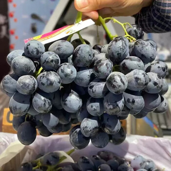 攸竹澳洲进口玫瑰黑提子 新鲜黑加仑黑提子 无籽黑葡萄水果 1斤尝鲜装