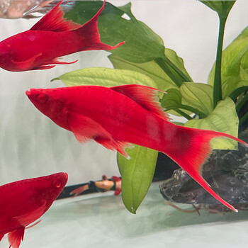 虹弦见红箭鱼冷水观赏鱼小型热带双尾红剑鱼红米奇胎生活鱼苗好养耐活