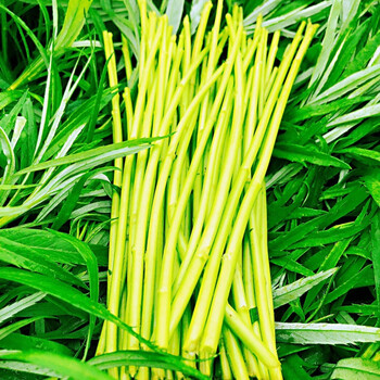 南京八卦洲新鲜芦蒿蔬菜泥蒿藜蒿农家5斤带叶去根