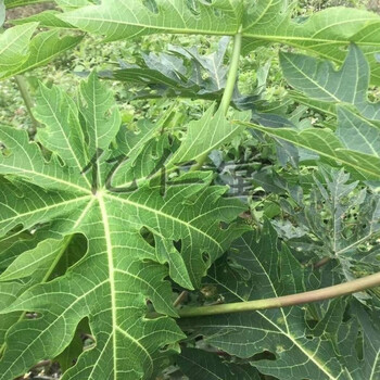 有仁堂现摘鲜木瓜叶番木瓜叶新鲜500克泡茶500g