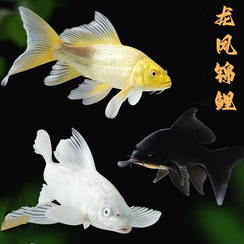 贝冠奇金鱼活体 观赏鱼 草金冷水鱼 锦鲤活鱼 小型小金鱼宠物活体鱼 黄+白+黑  共3条（12-14cm）