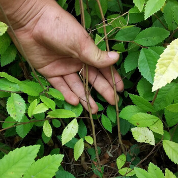 七抒榔榆苗牙签苗打弯附石素材籽播苗榆树苗t8 裸根不带土 榔榆一年苗