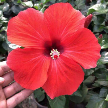 扶桑花苗重瓣大花木槿花苗四季好养反复开花重瓣盆栽红色朱瑾红色单瓣