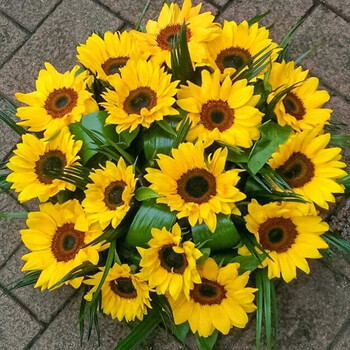 寿禾观赏向日葵种子盆栽种植矮生多头太阳花花籽花苗葵花种苗观赏向日葵种子10g 约170粒 图片价格品牌报价 京东