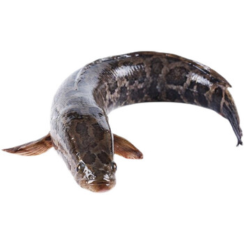 黑鱼鲜活现杀活发新鲜乌鱼发财鱼新鲜炖汤术后滋补鱼片1斤 黑鱼现杀