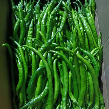 新鲜青辣椒二荆条线椒香辣青椒微辣薄皮长辣椒尖椒现摘蔬菜线椒 精品5