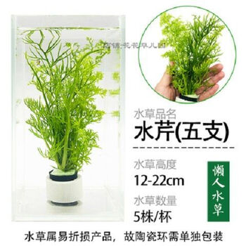 鱼缸懒人水草活体植物淡水有茎草缸造景水族箱中后景水草套餐水芹3杯 水草沉底杯 图片价格品牌报价 京东