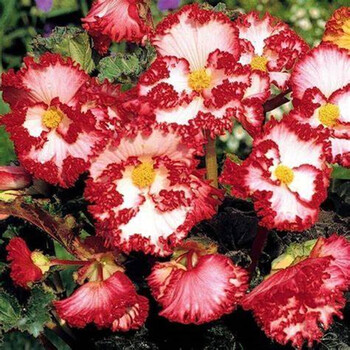 进口直立型球根海棠种球-夫妻海棠花球种子多年生球根花卉 珂瑞丝帕白