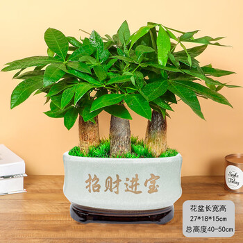 盆景客厅盆栽植物室内好养花卉乔迁开业办公室桌面绿植 大号三株 招财