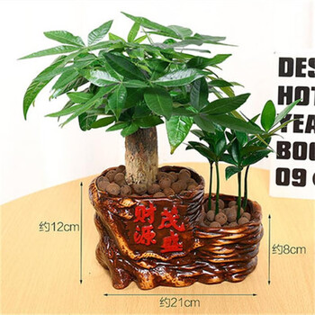 发财树小盆栽花卉绿植物办公室内水培发财树 【财源茂盛】单杆发财树+竹柏 含盆