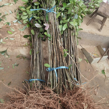江影清八月桂花树苗批发金桂树苗大小苗桂花苗一年苗二年苗1000棵 1