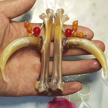 文玩鸡蹬骨文玩鸡蹬骨鸡拐骨鸡爪骨玉化把玩鸡蹬子冷门手把件鸡凳子盘