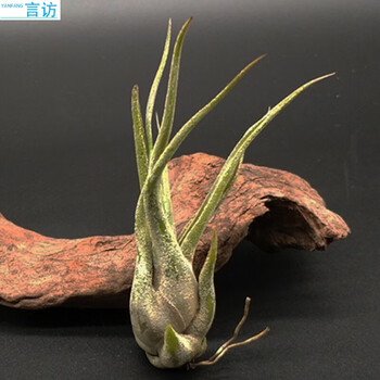 微景观造景空气凤梨植物办公室室内桌面无土净化空气绿植盆栽花卉