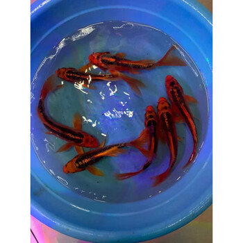 纯种德系红松叶龙凤锦鲤火凤凰活体鱼苗大部分地区满10元包活2225厘米