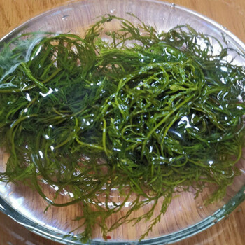 新鲜盐渍马尾藻鞭炮笋长寿菜羊栖菜海藻凉拌即使火锅食材 长寿菜3斤