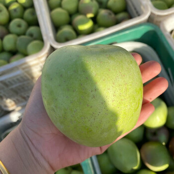 精选果蔬】正宗印度青苹果盖县苹果水果纯甜无应季水果丑苹果印东苹果