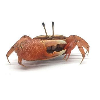 易萌灰白宠物寄居蟹活体宠物螃蟹观赏蟹淡水蟹陆地蟹相手蟹将军清洁蟹