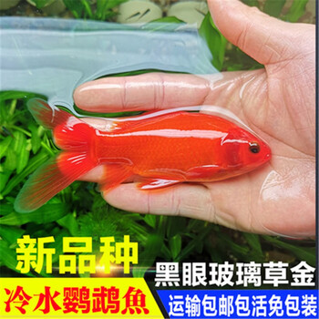 活体宠物水族观赏鱼冷水血鹦鹉发财鱼葡萄眼黑眼草金好养金鱼红草金风水鱼活体冷水血鹦鹉10 13cm 一条 图片价格品牌报价 京东 活体宠物水族观赏鱼冷水血鹦鹉发财鱼葡萄眼黑眼草金好养金鱼红草金风水鱼活体冷水血鹦鹉10 13cm 一条 图片价格品牌报价 京东