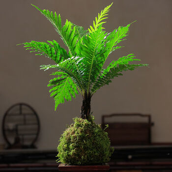 苔藓球米竹观音竹凤尾竹苔玉球禅意盆栽月季微型盆景镜面草佛肚竹朵芮蜜富贵蕨苔藓球 带10厘米紫砂托盘 图片价格品牌