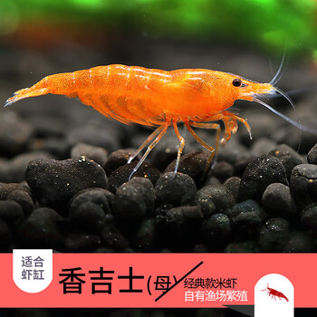 天弗青青自然烤漆虾观赏虾除藻虾工具虾香吉士黄米黑巧克力黑壳琉璃虾