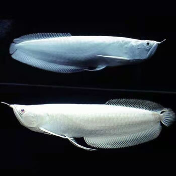 热带观赏鱼银龙鱼七彩银龙黄化银龙金龙鱼红龙中大型招财风水鱼 16-17