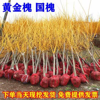木繁国槐苗嫁接黄金槐小苗金枝槐树苗南北方速生庭院绿化树苗木耐寒