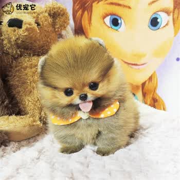 优宠它博美犬活体幼犬茶杯犬纯种宠物狗狗黄色博美狗幼崽球体黄博美俊介犬标准体玩具型杯子狗长不大