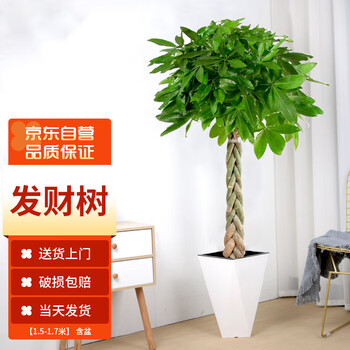墨一发财树盆栽大型绿植花卉室内客厅办公室 辫子发财树1.5-1.7米含盆