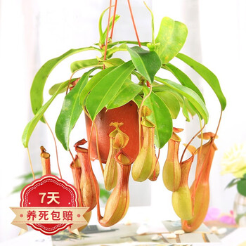 若绿 口红吊兰盆栽室内阳台垂吊绿植花卉庭院阳台桌面摆放 猪笼草 一整盆 含盆