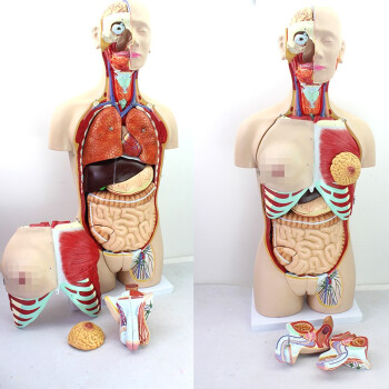 颐诺ENOVO 85CM人体器官系统医学解剖标本医学解剖系统躯干内脏人体内脏器五脏六腑器官中医养生馆