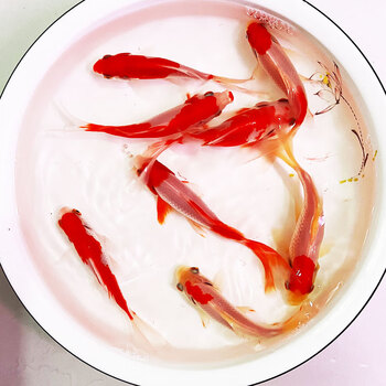 长尾大红草金活体金鱼活鱼锦鲤好养淡水观赏鱼冷水不加温鱼苗 藕色 11