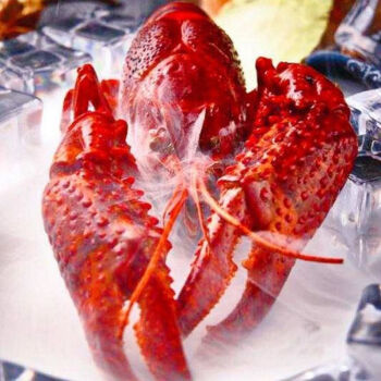 红贝龙虾图片