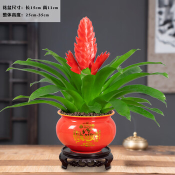 招财手 富贵红618 接水pvc底座 带盆栽好