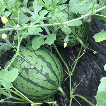 蔬菜种孑阳台庭院盆栽田园种植红壤西瓜籽子京欣一号西瓜约30粒原厂